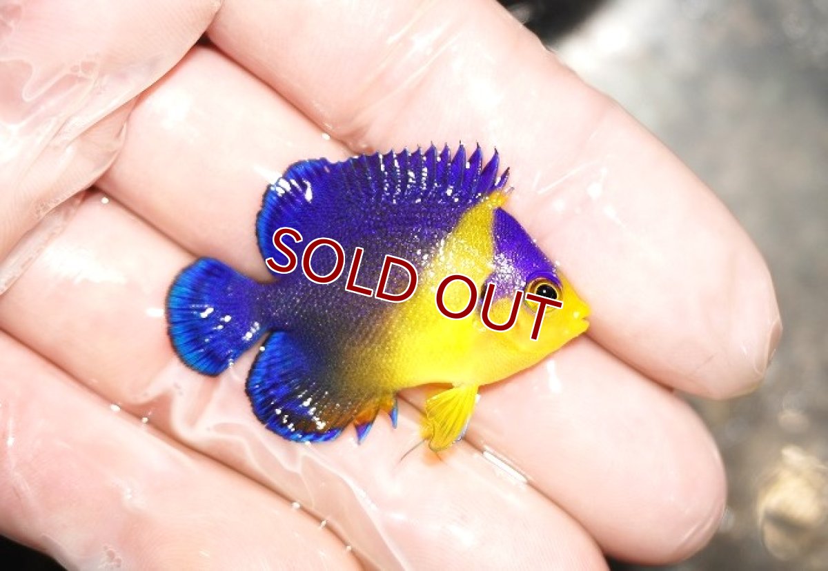 画像2: 【海水魚・ヤッコ】スミレヤッコ（SM〜Mサイズ）【1匹】（±3.5-5.5cm） (サンプル画像）（生体）(海水魚) (2)