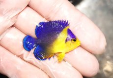 画像2: 【海水魚・ヤッコ】【通販】スミレヤッコ（SM〜Mサイズ）【1匹】（±4.5-5.5cm） (サンプル画像）（生体）(海水魚) (2)