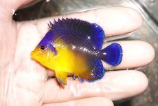 画像1: 【海水魚・ヤッコ】【通販】スミレヤッコ（ML〜Lサイズ）【1匹】（±6-7.5cm） (サンプル画像）（生体）(海水魚) (1)