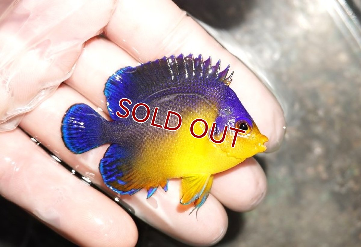 画像2: 【海水魚・ヤッコ】スミレヤッコ（ML〜Lサイズ）【1匹】（±6-7.5cm） (サンプル画像）（生体）(海水魚) (2)