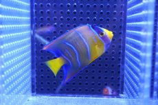 画像1: 【海水魚・ヤッコ】【通販】クイーンエンゼル（XS〜Sサイズ）【1匹】（±5-6cm） (サンプル画像）（生体）(海水魚) (1)