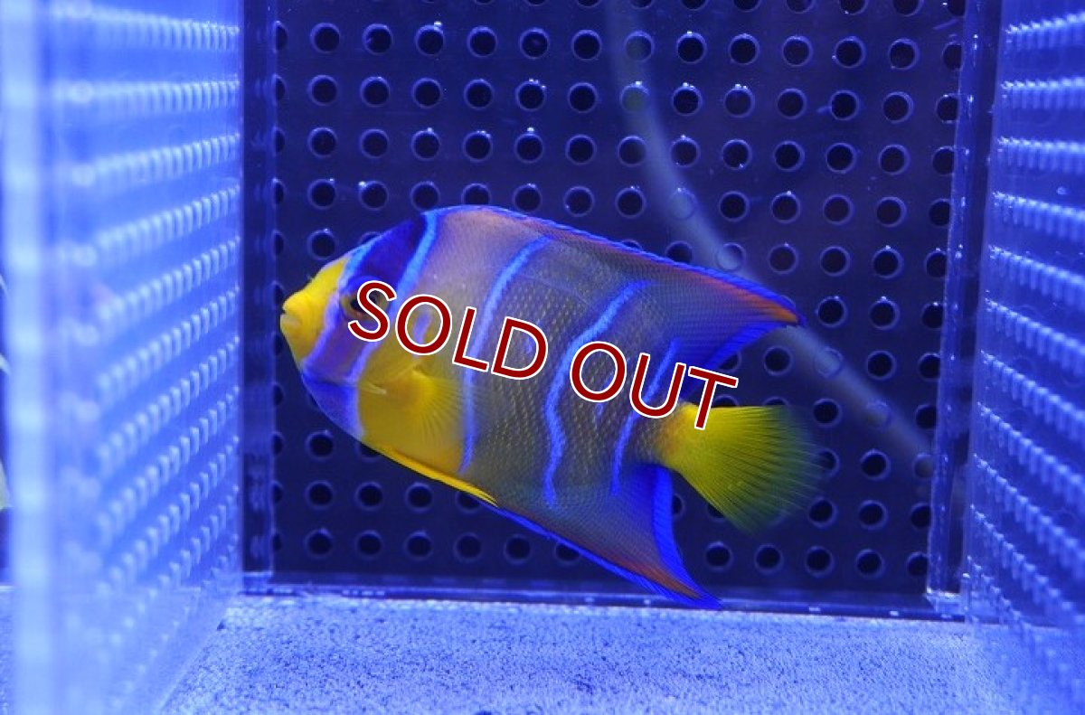 画像2: 【海水魚・ヤッコ】クイーンエンゼル（XS〜Sサイズ）【1匹】（±5-6cm） (サンプル画像）（生体）(海水魚) (2)