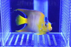 画像1: 【海水魚・ヤッコ】【通販】クイーンエンゼル（SM〜Mサイズ）【1匹】（±7-9cm） (サンプル画像）（生体）(海水魚) (1)