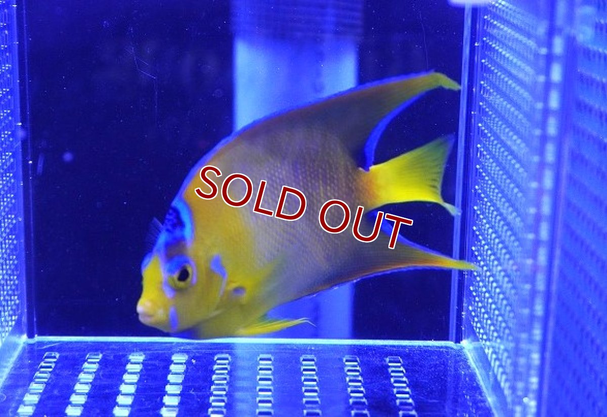 画像2: 【海水魚・ヤッコ】クイーンエンゼル（SM〜Mサイズ）【1匹】（±7-9cm） (サンプル画像）（生体）(海水魚) (2)