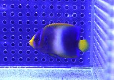 画像1: 【海水魚・ヤッコ】【通販】ウストアフリカンエンゼル（アフリカヌス）Semi Blue【1匹】（±5-6cm） (サンプル画像）（生体）(海水魚) (1)