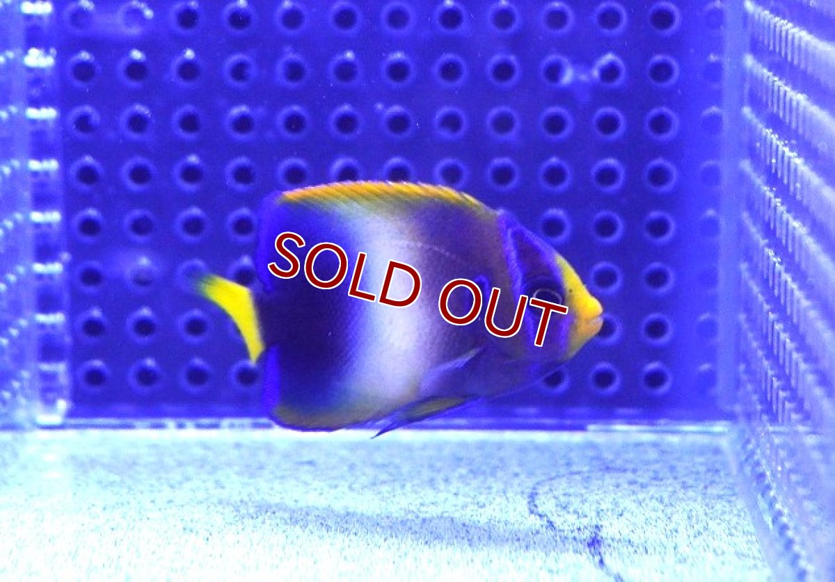 画像2: 【海水魚・ヤッコ】ウストアフリカンエンゼル（アフリカヌス）Semi Blue【1匹】（±5-6cm） (サンプル画像）（生体）(海水魚) (2)