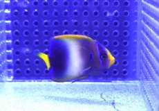 画像2: 【海水魚・ヤッコ】【通販】ウストアフリカンエンゼル（アフリカヌス）Semi Blue【1匹】（±5-6cm） (サンプル画像）（生体）(海水魚) (2)