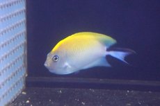 画像1: 【海水魚・ヤッコ】【通販】ヤイトヤッコ（♀）【1匹】（±8-10cm） (サンプル画像）（生体）(海水魚) (1)