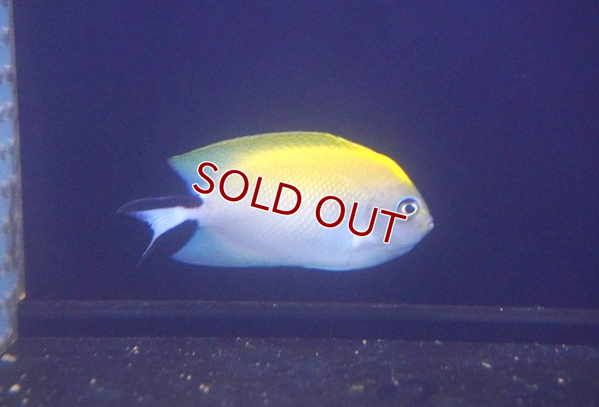 画像2: 【海水魚・ヤッコ】ヤイトヤッコ（♀）【1匹】（±8-10cm） (サンプル画像）（生体）(海水魚) (2)