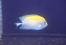 画像2: 【海水魚・ヤッコ】【通販】ヤイトヤッコ（♀）【1匹】（±8-10cm） (サンプル画像）（生体）(海水魚) (2)