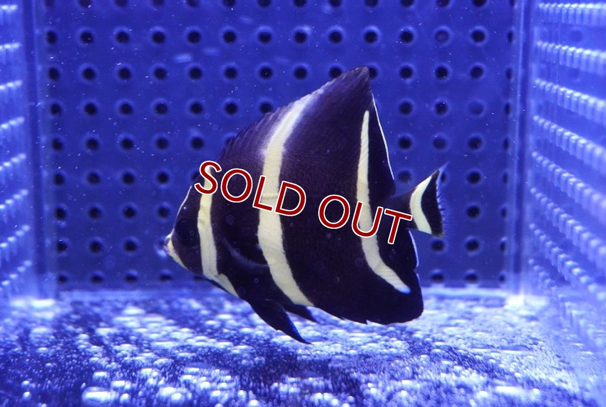 画像2: 【海水魚・ヤッコ】【通販】 グレーエンゼル（Mサイズ）【1匹】（±7-8cm） (サンプル画像）（生体）(海水魚) (2)