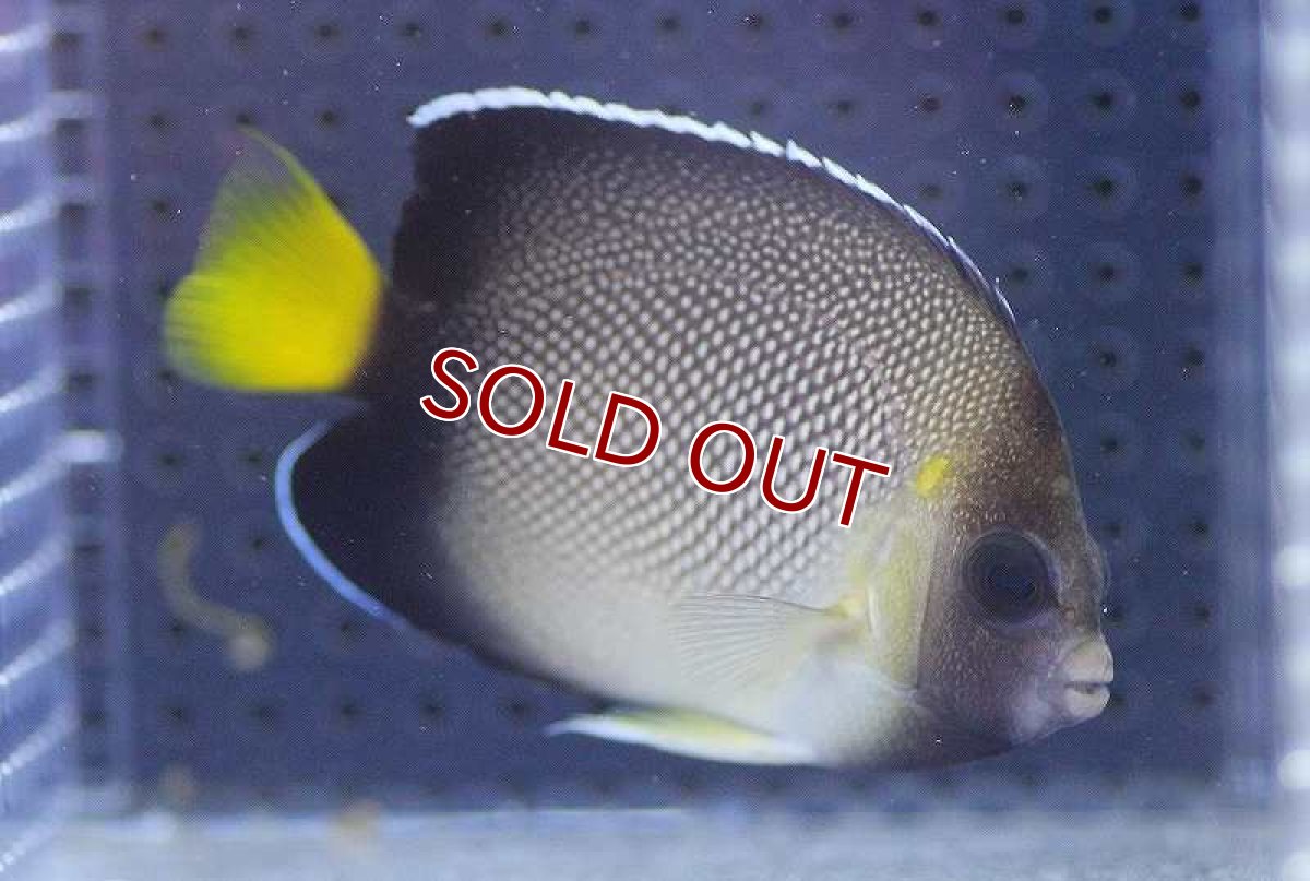 画像2: 【海水魚・ヤッコ】【通販】 クロシテンヤッコ（SMサイズ）【1匹】（±4-5cm） (サンプル画像）（生体）(海水魚) (2)