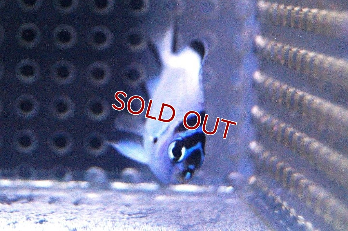 画像3: 【海水魚・ヤッコ】【通販】 ヒレナガヤッコ（♀）Sサイズ(1匹)（±3-4cm） (サンプル画像）（生体）(海水魚) (3)