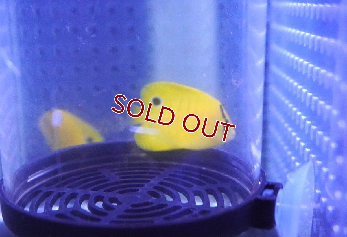 画像2: 【海水魚・ヤッコ】【通販】【数量限定特価】可愛いサイズ♪シテンヤッコ（SuperTiny)【1匹】（±2-2.5cm）（サンプル画像）（生体）(海水魚) (2)