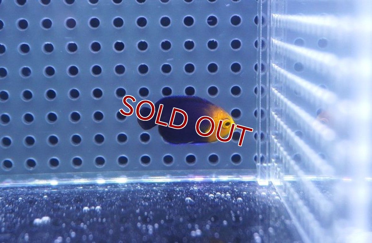 画像2: 【海水魚・ヤッコ】【通販】チェルブピグミーエンゼル（Tinｙサイズ）【1匹】（±2-3cm）（サンプル画像）（生体）(海水魚) (2)