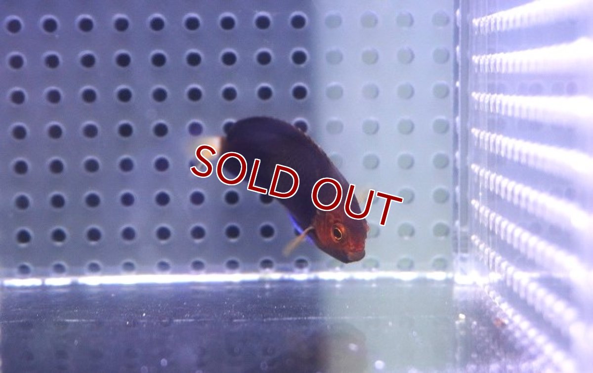 画像2: 【海水魚・ヤッコ】【通販】チャイロヤッコ【1匹】（±4-5cm）（サンプル画像）（生体）(海水魚) (2)