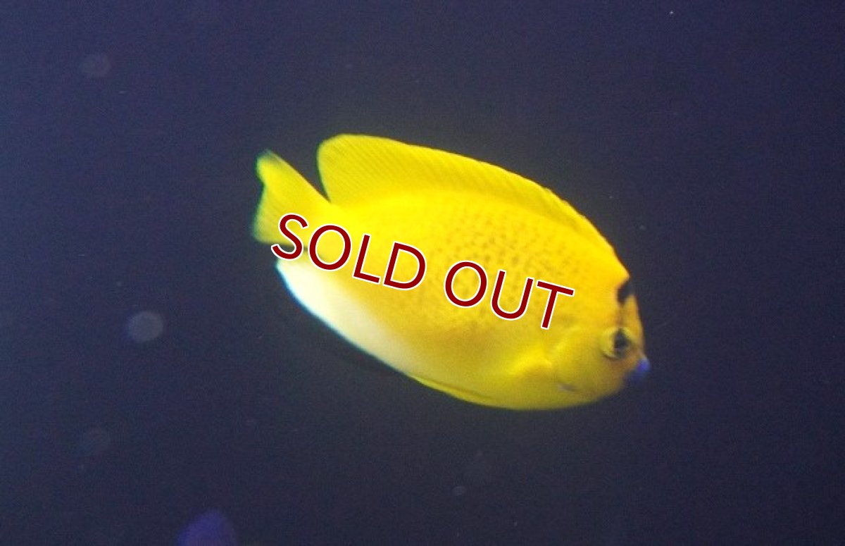 画像2: 【海水魚・ヤッコ】【通販】シテンヤッコ（SMーMサイズ）【1匹】（±8-10cm）（サンプル画像）（生体）(海水魚) (2)