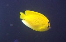 画像2: 【海水魚・ヤッコ】【通販】シテンヤッコ（SMーMサイズ）【1匹】（±8-10cm）（サンプル画像）（生体）(海水魚) (2)