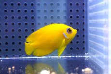画像1: 【海水魚・ヤッコ】【通販】レモンピール（クリスマス島産）SM〜Mサイズ【1匹】（±5-7cm）（サンプル画像）（生体）(海水魚) (1)