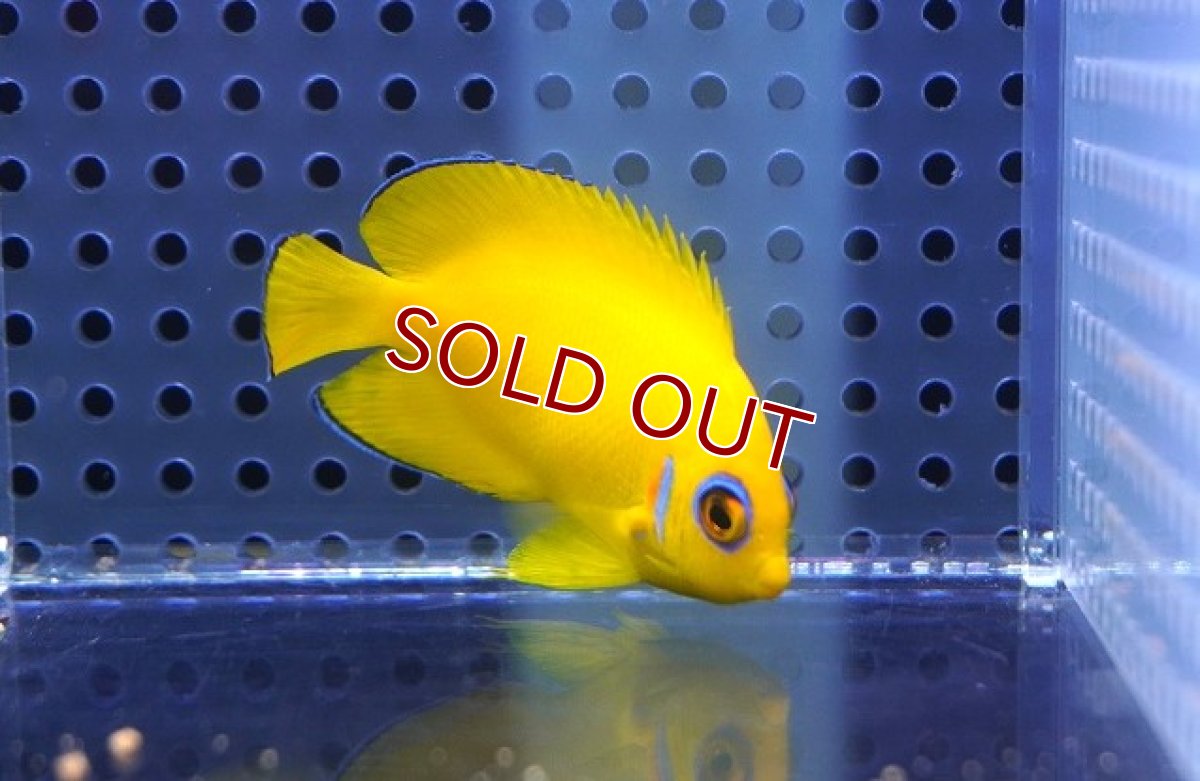 画像2: 【海水魚・ヤッコ】【通販】レモンピール（クリスマス島産）M-MLサイズ【1匹】（±5-7cm）（サンプル画像）（生体）(海水魚) (2)