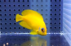 画像2: 【海水魚・ヤッコ】【通販】レモンピール（クリスマス島産）SM〜Mサイズ【1匹】（±5-7cm）（サンプル画像）（生体）(海水魚) (2)