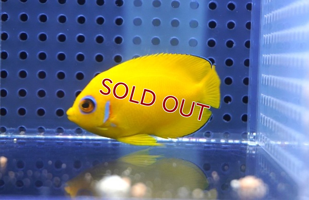 画像3: 【海水魚・ヤッコ】【通販】レモンピール（クリスマス島産）M-MLサイズ【1匹】（±5-7cm）（サンプル画像）（生体）(海水魚) (3)