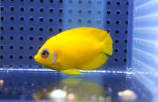 画像3: 【海水魚・ヤッコ】【通販】レモンピール（クリスマス島産）SM〜Mサイズ【1匹】（±5-7cm）（サンプル画像）（生体）(海水魚) (3)