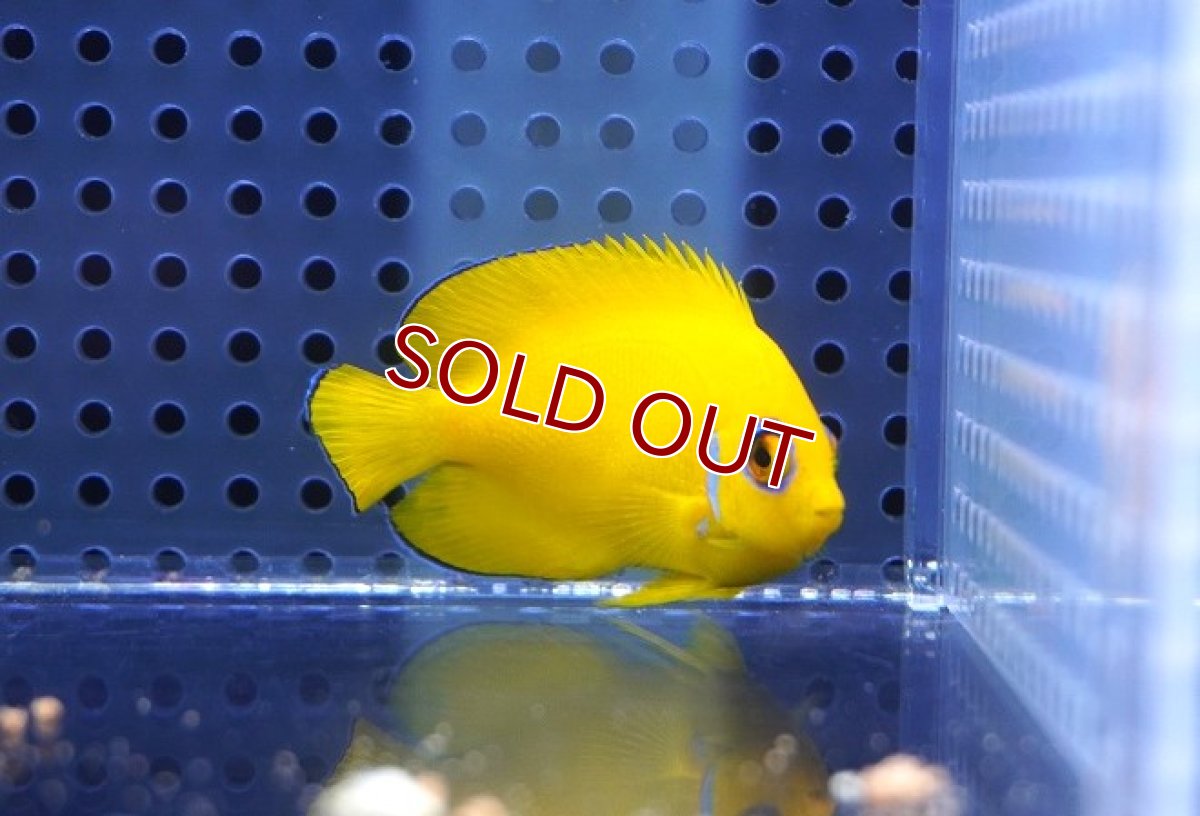 画像4: 【海水魚・ヤッコ】【通販】レモンピール（クリスマス島産）M-MLサイズ【1匹】（±5-7cm）（サンプル画像）（生体）(海水魚) (4)