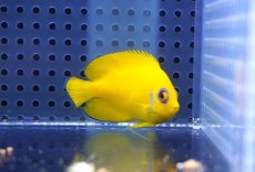 画像4: 【海水魚・ヤッコ】【通販】レモンピール（クリスマス島産）SM〜Mサイズ【1匹】（±5-7cm）（サンプル画像）（生体）(海水魚) (4)