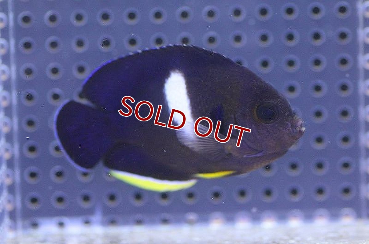 画像1: 【海水魚・ヤッコ】【通販】アブラヤッコ（L-XLサイズ）【1匹】（±8-10cm） (サンプル画像）（生体）(海水魚) (1)