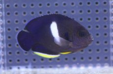 画像1: 【海水魚・ヤッコ】【通販】アブラヤッコ（Lサイズ）【1匹】（±7-8cm） (サンプル画像）（生体）(海水魚) (1)
