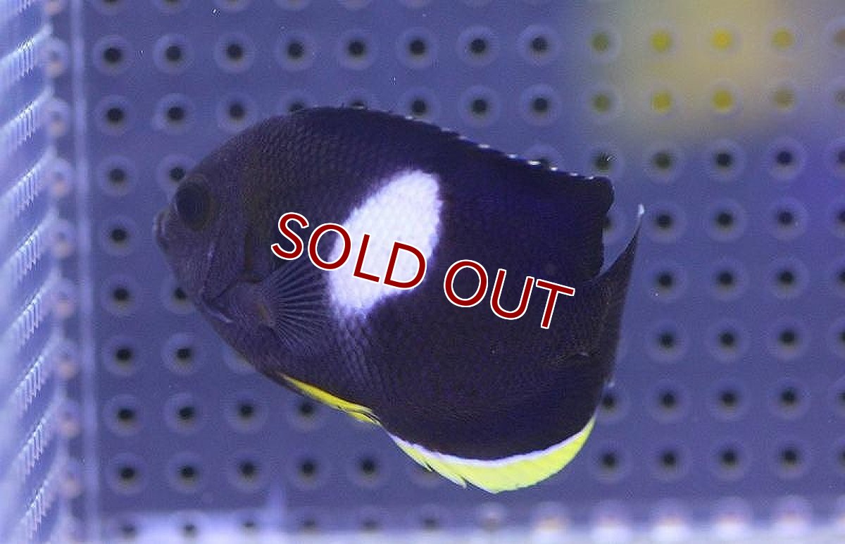 画像2: 【海水魚・ヤッコ】【通販】アブラヤッコ（L-XLサイズ）【1匹】（±8-10cm） (サンプル画像）（生体）(海水魚) (2)