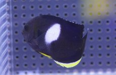 画像2: 【海水魚・ヤッコ】【通販】アブラヤッコ（Lサイズ）【1匹】（±7-8cm） (サンプル画像）（生体）(海水魚) (2)