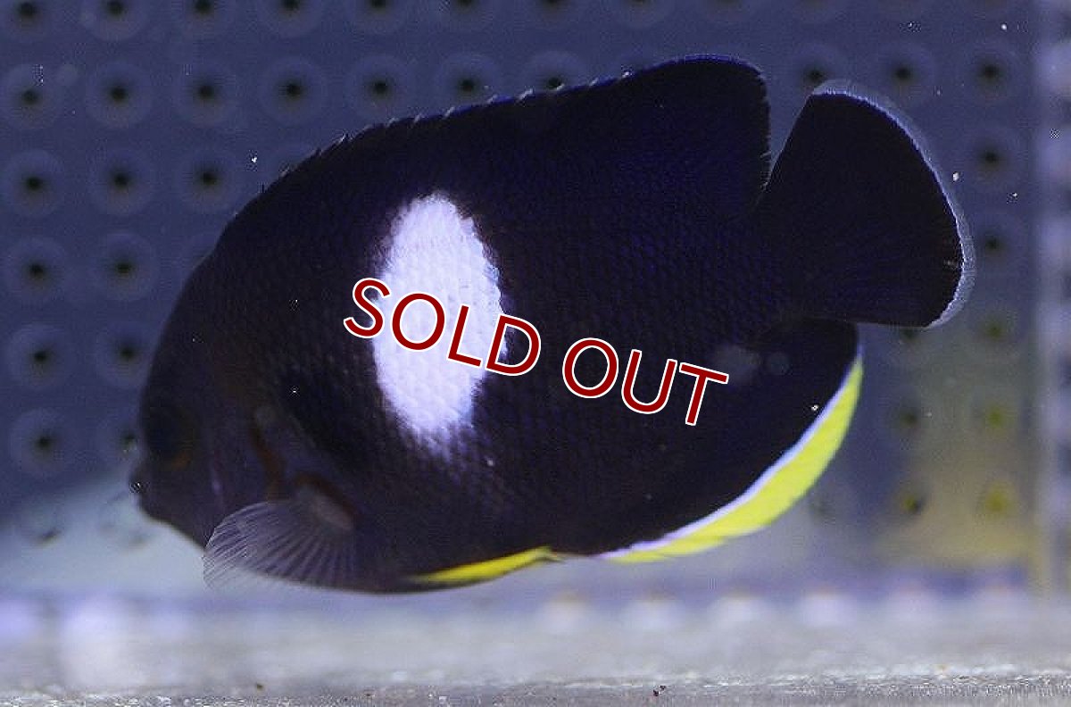 画像3: 【海水魚・ヤッコ】【通販】アブラヤッコ（L-XLサイズ）【1匹】（±8-10cm） (サンプル画像）（生体）(海水魚) (3)