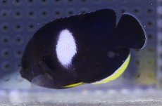 画像3: 【海水魚・ヤッコ】【通販】アブラヤッコ（Lサイズ）【1匹】（±7-8cm） (サンプル画像）（生体）(海水魚) (3)
