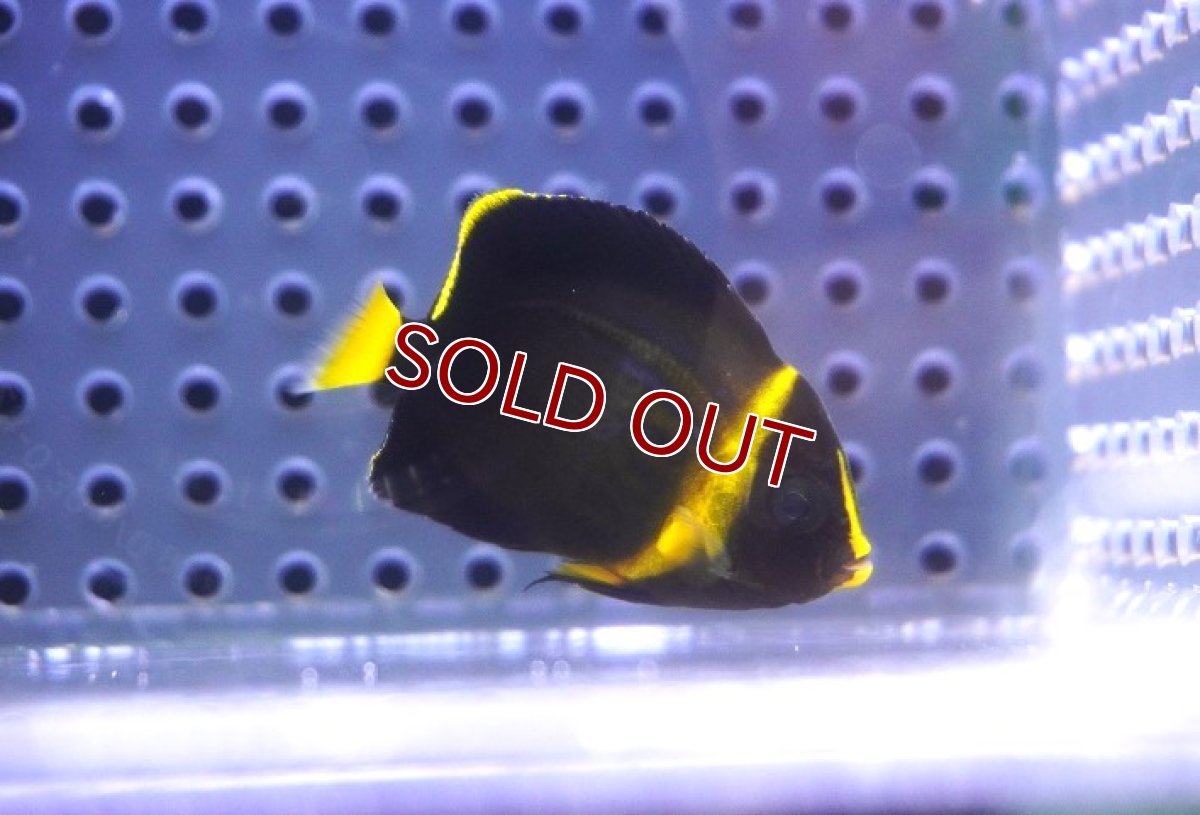 画像1: 【海水魚・ヤッコ】【通販】可愛いサイズです♪キンチャクダイ（XS)【1匹】（±3.5-4.5cm） (サンプル画像）（生体）(海水魚) (1)