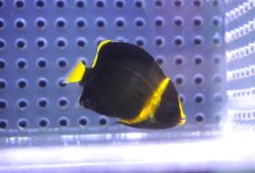 画像1: 【海水魚・ヤッコ】【通販】可愛いサイズです♪キンチャクダイ（XS)【1匹】（±3.5-4.5cm） (サンプル画像）（生体）(海水魚) (1)