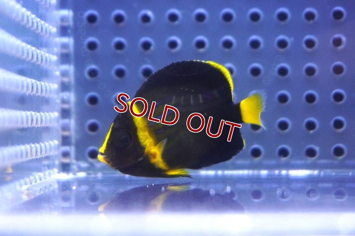 画像2: 【海水魚・ヤッコ】【通販】可愛いサイズです♪キンチャクダイ（XS)【1匹】（±3.5-4.5cm） (サンプル画像）（生体）(海水魚) (2)