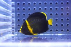 画像2: 【海水魚・ヤッコ】【通販】可愛いサイズです♪キンチャクダイ（XS)【1匹】（±3.5-4.5cm） (サンプル画像）（生体）(海水魚) (2)