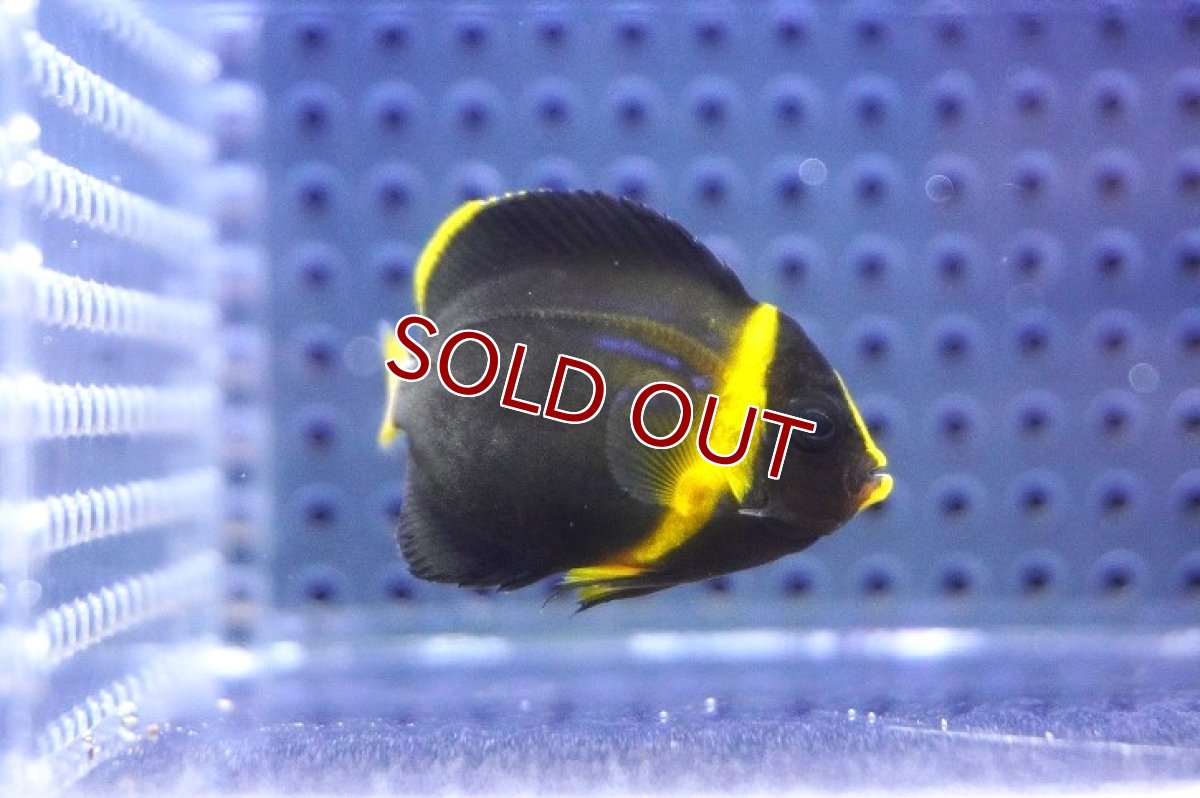 画像3: 【海水魚・ヤッコ】【通販】可愛いサイズです♪キンチャクダイ（XS)【1匹】（±3.5-4.5cm） (サンプル画像）（生体）(海水魚) (3)