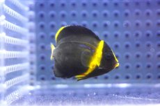 画像3: 【海水魚・ヤッコ】【通販】可愛いサイズです♪キンチャクダイ（XS)【1匹】（±3.5-4.5cm） (サンプル画像）（生体）(海水魚) (3)