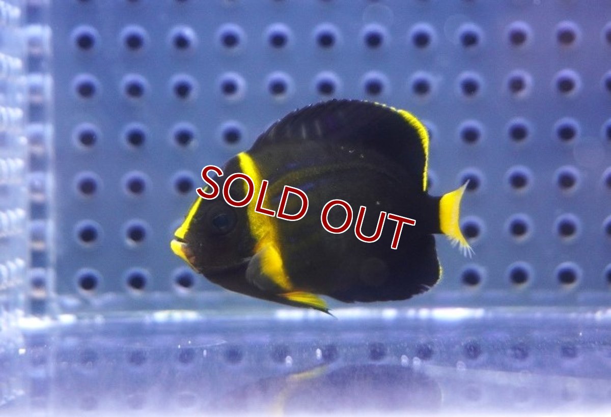 画像4: 【海水魚・ヤッコ】【通販】可愛いサイズです♪キンチャクダイ（XS)【1匹】（±3.5-4.5cm） (サンプル画像）（生体）(海水魚) (4)