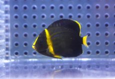 画像4: 【海水魚・ヤッコ】【通販】可愛いサイズです♪キンチャクダイ（XS)【1匹】（±3.5-4.5cm） (サンプル画像）（生体）(海水魚) (4)