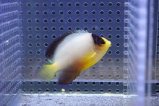画像1: 【海水魚・ヤッコ】【通販】マルチカラーエンゼル（SMーML）(1匹)（±5-7cm）（サンプル画像）（生体）(海水魚) (1)