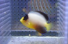 画像2: 【海水魚・ヤッコ】【通販】マルチカラーエンゼル（SMーML）(1匹)（±5-7cm）（サンプル画像）（生体）(海水魚) (2)