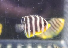 画像1: 【海水魚・ヤッコ】【通販】人工飼料OK♪国産ブリード シマヤッコ(XSサイズ）(1匹)（±3-3.5cm）（サンプル画像）（生体）(海水魚) (1)