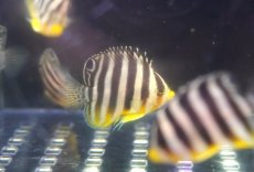 画像2: 【海水魚・ヤッコ】【通販】人工飼料OK♪国産ブリード シマヤッコ(XSサイズ）(1匹)（±3-3.5cm）（サンプル画像）（生体）(海水魚) (2)