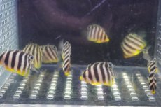画像3: 【海水魚・ヤッコ】【通販】人工飼料OK♪国産ブリード シマヤッコ(XSサイズ）(1匹)（±3-3.5cm）（サンプル画像）（生体）(海水魚) (3)