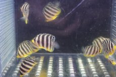 画像4: 【海水魚・ヤッコ】【通販】人工飼料OK♪国産ブリード シマヤッコ(XSサイズ）(1匹)（±3-3.5cm）（サンプル画像）（生体）(海水魚) (4)