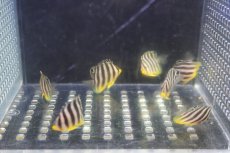 画像5: 【海水魚・ヤッコ】【通販】人工飼料OK♪国産ブリード シマヤッコ(XSサイズ）(1匹)（±3-3.5cm）（サンプル画像）（生体）(海水魚) (5)